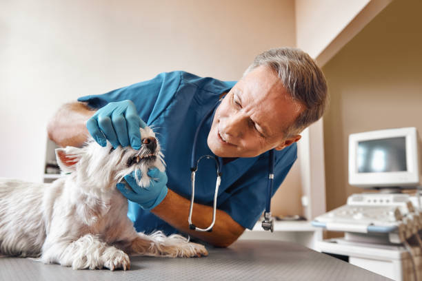 Best Emergency Dental Care for Sports Injuries in Annetta, TX